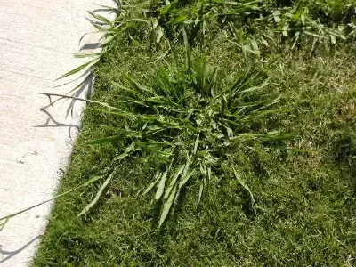 Dallis Grass