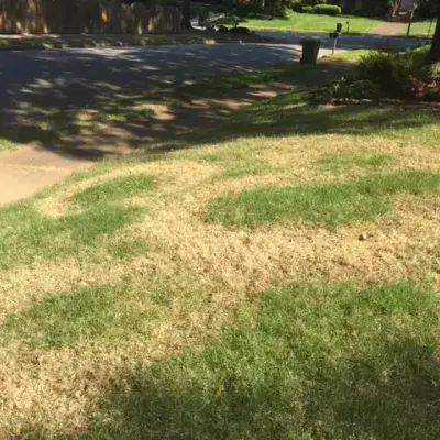 Fairy Rings