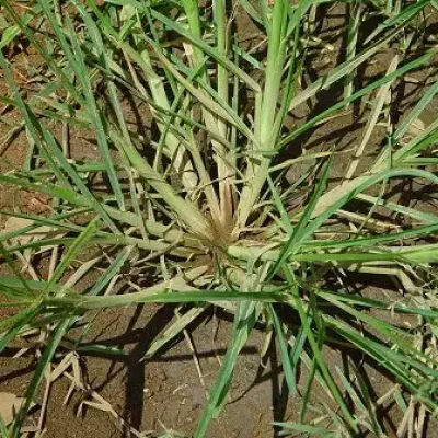 Weed Control Needed Early to Beat Weeds - Virginia Green