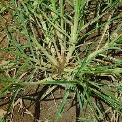 Goosegrass