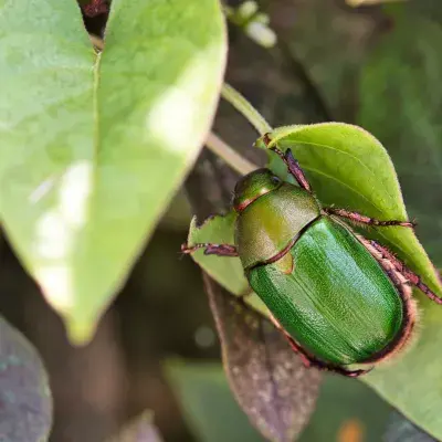 Green June Beetle