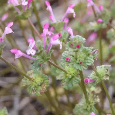 Henbit