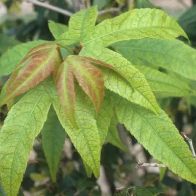 Iron Chlorosis