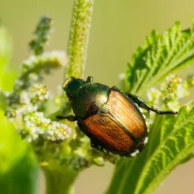 Japanese Beetles