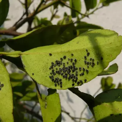 Lace Bugs