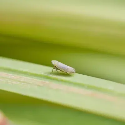 Leafhoppers