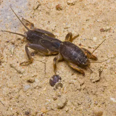 Mole Crickets