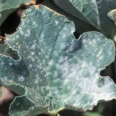 Powdery Mildew