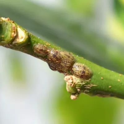 Scale Insects