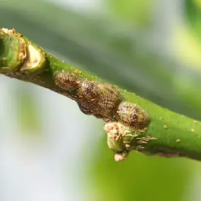 Scale Insects