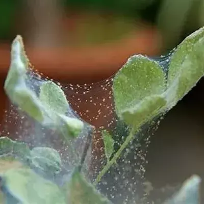 Spider Mites