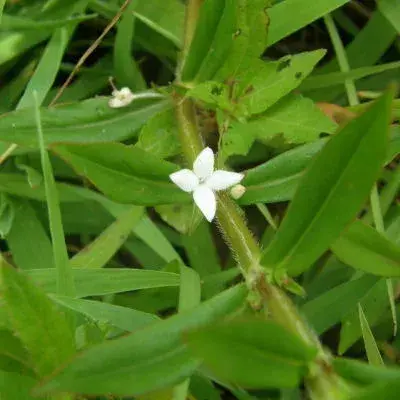 Virginia Buttonweed