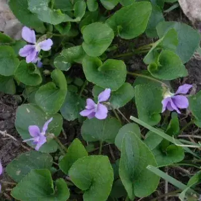 Wild Violet