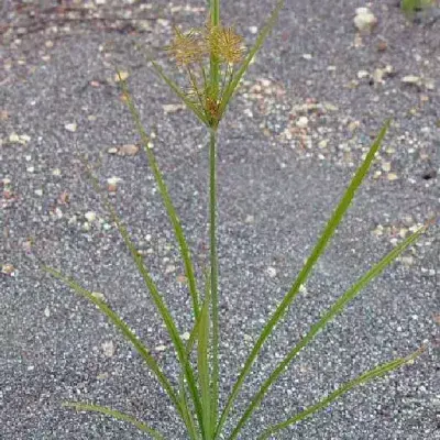 Yellow Nutsedge