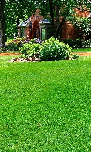 Fertilized front yard at home in Memphis, TN.