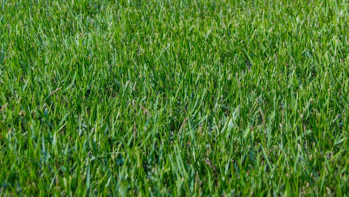 A Zoysia lawn in Memphis, TN with turf care services.